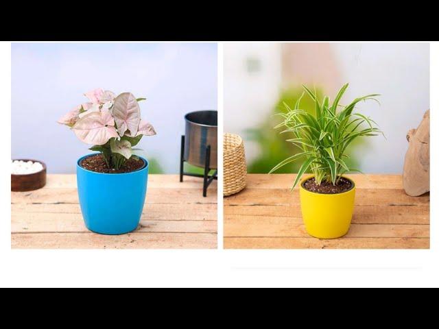 WHAT I ORDERED VS WHAT I GOT #nurserylive #indoorplants#shorts #shortsvideo#review