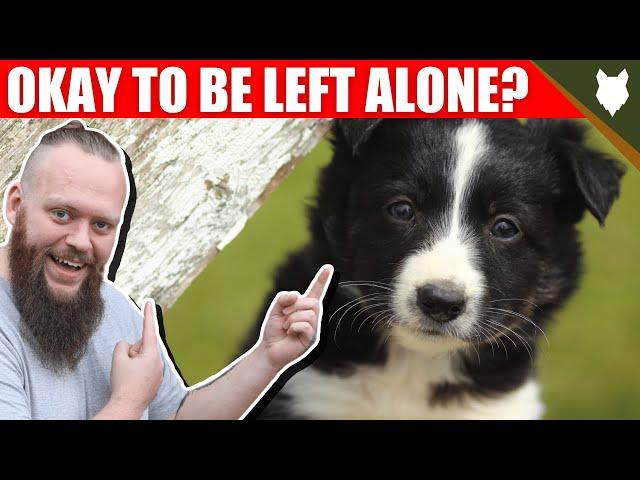 Can a BORDER COLLIE be left alone?