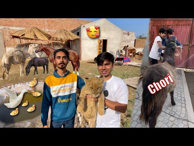 Sw Pet House Wale Waleed Aur Mamu Ka Big Zoo Visit Kia ️ Chachu Ne Waleed Ka Horse Chori Kar Lea 