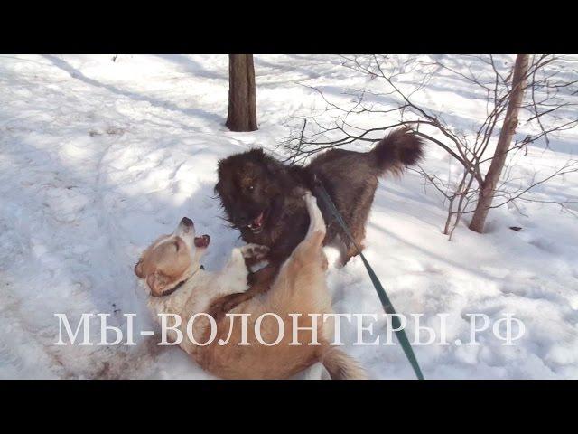 Приют Щербинка, Буран, Афина и Мурзилыч  - активные прогулки с волонтерами