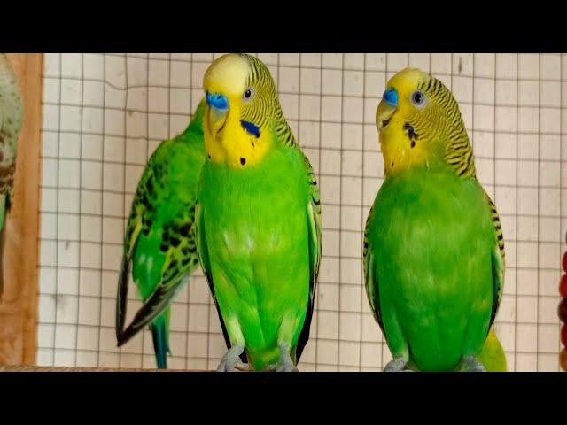 3 Hr Budgies Chirping Talking Singing Parakeets Sounds Reduce Stress , Relax to Nature Bird Sounds