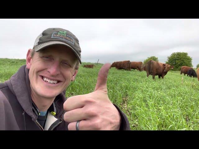 Grazing spring cover crops