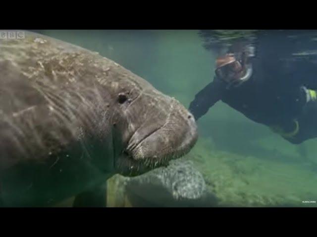 Manatees Have Bad Breath | Life Of Mammals | BBC Earth