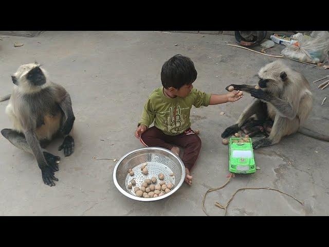 cute baby with monkey//monkey funny video//langoor//funny monkey