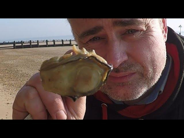 Coastal foraging sandy beach.