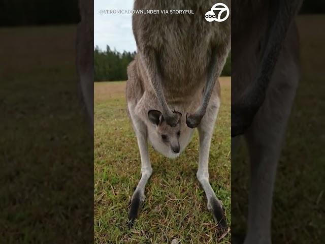 Curious kangaroo joey pokes head out of mom's pouch as pair interact with camera