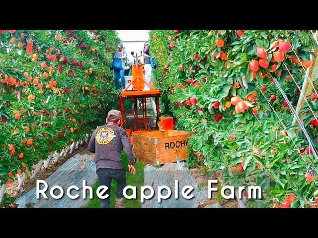 These apple trees look amazing -Modern agriculture to harvest apples