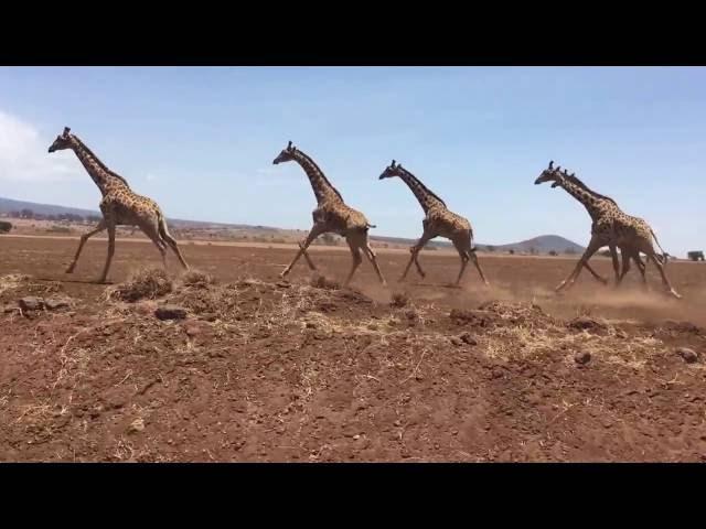 Herd of giraffes running in Tanzania, Africa