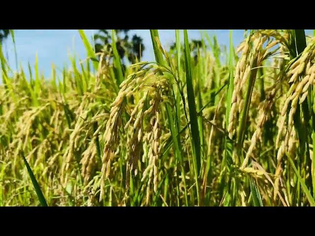 Rice field Footage 2 - |Cambodia Wonder|