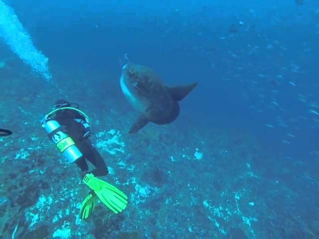 Mola Mola in Padangbai, Bali