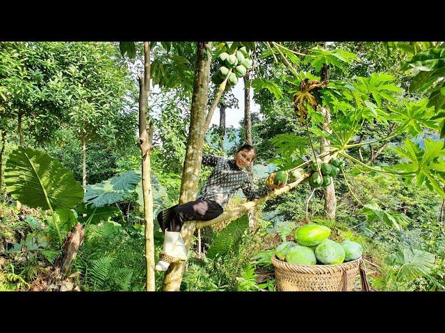 Pick papaya to sell, buy food for ducks.Sương thảo nguyên