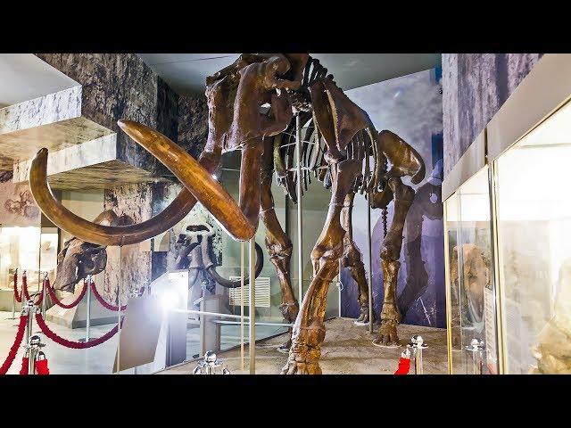 МАМОНТЫ в Азовском музее-заповеднике. MAMMOTH in the Azov Museum-Reserve, 2018.