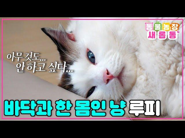 [#새롭동물농장] 내가 바닥? 바닥이 나? 아무튼 바닥이 되…🫠 우주 최강 게으름쟁이 루피의 위대한 결심 / EP.1198 #TV동물농장 #AnimalFarm #SBSstory