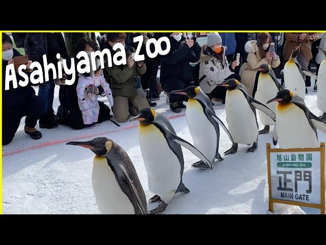 Penguin Walk at Asahiyama Zoo Asahikawa Japan 2023