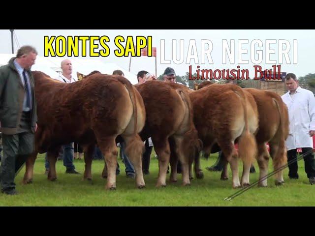 KONTES SAPI LUAR NEGERI Limousin Bull. Sapi 1 Ton UP |Sapi Terbesar Irlandia Biggest Bull [Nanggala]