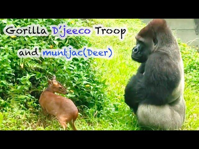 金剛迪亞哥家族與山羌Gorilla D'jeeco Troop and muntjac deers#金剛猩猩#gorilla#taipeizoo台北市立動物園#Taiwan