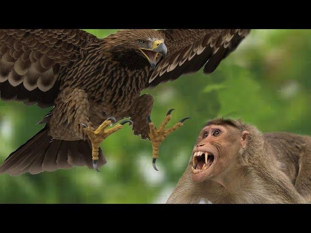 eagle vs monkey - eagles caught the idle monkey family  !!!