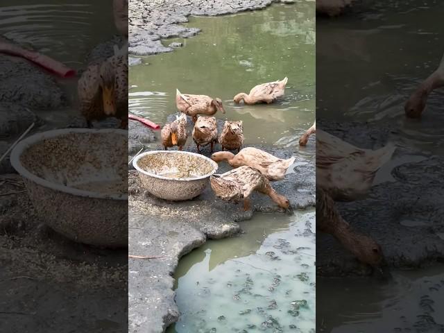 At meal time the ducks came to eat #duck #ducks #ducklings