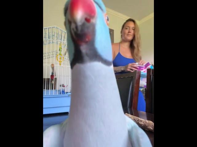 Kiwi The Talking Parrot Loves The Camera