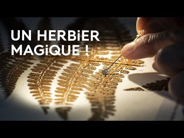 L'herbier, un outil de recherche précieux - La science expliquée aux 8-12 ans