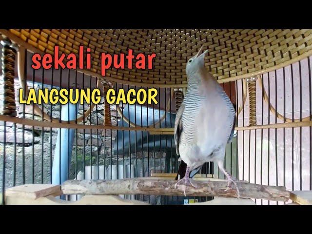 perkutut lokal gacor MENCARI MUSUH ini REKOMENDASI jadikan agar burung perkutut gacor NYAUT BUNYI