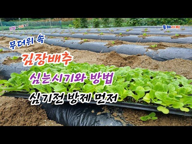 무더위 속 김장배추 심는 시기와 방법과 심기 전 방제하기,When and how to plant kimchi cabbage in the heat, and control it