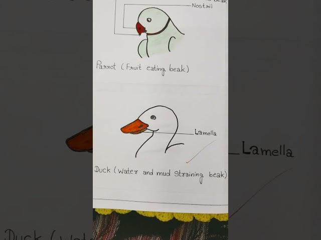study of adaptive radiation as exhibited by beak of birds #zoologypractical #beak #bsc3year #like