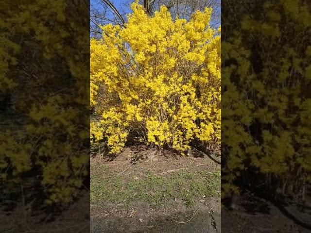 Spring (Frühling) in Germany Eye soothing 