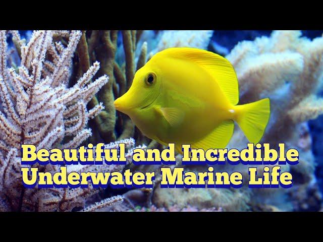 Beautiful and Incredible Underwater Marine Life