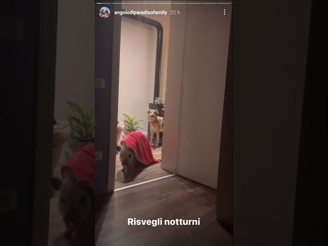 Pumba è ora di dormire non disturbare - Angolo di Paradiso Family Instagram Stories 25/10/22