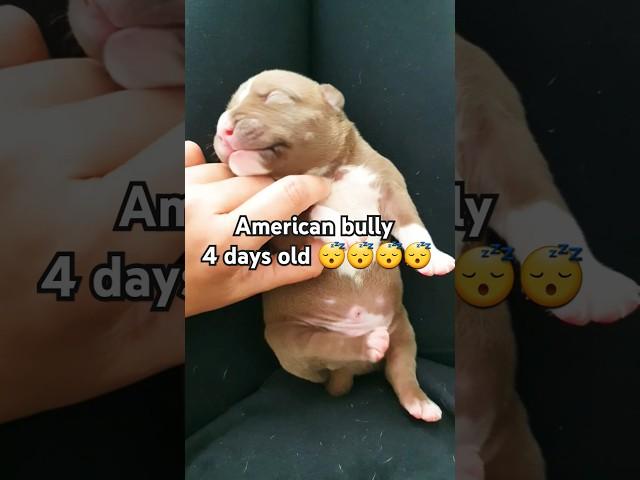 American bully Sleeping 4 days old Puppy  #puppy #cute #animals #shorts #abkc #puppylife #shorts