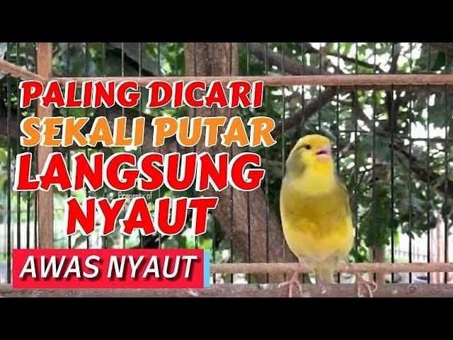 PANCINGAN KENARI GACOR PANJANG Ini Cocok Untuk Masteran Kenari PAUD & PANCINGAN Kenari MACET BUnyi