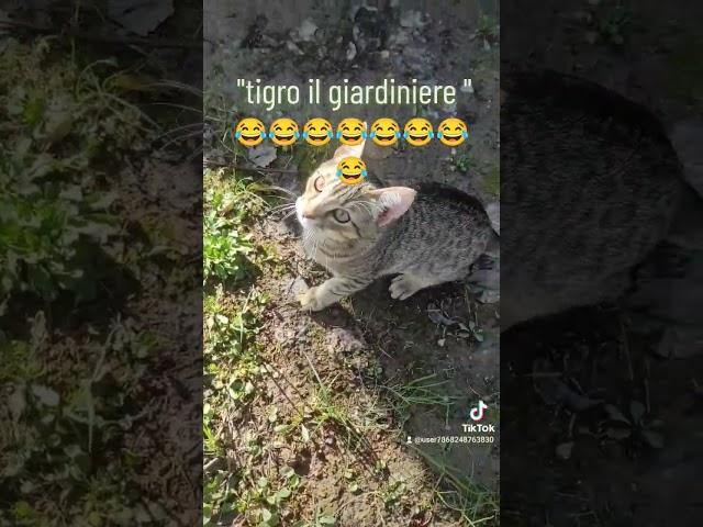 #tigro#giardiniere