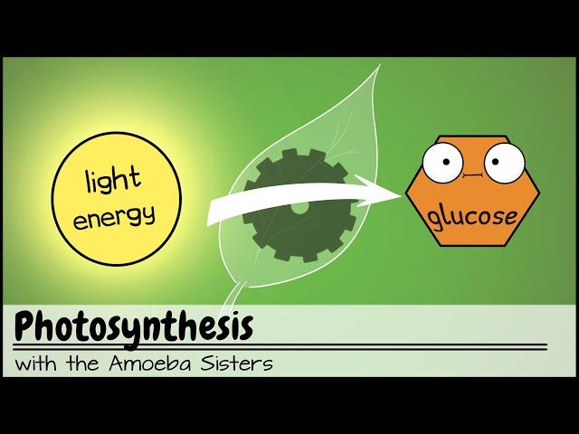 Photosynthesis (UPDATED)