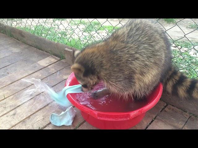 Енот Егоша стирает носки! Енот полоскун всё полощет в воде!