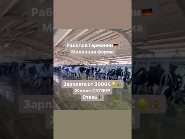 Германия  молочная ферма 