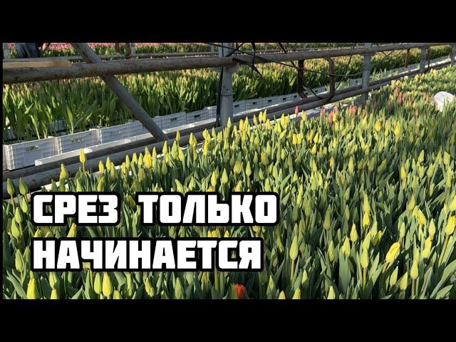 Зарабатываем на тюльпанах. Продаем их на кануне праздника. Итоги выгонки