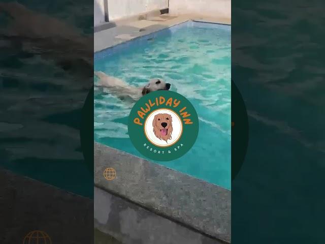 Swim like nobody's watching #dog #petpaws #doggygetaway