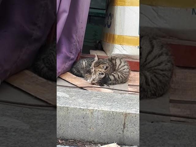 가게 입구에서 자는 아깽이