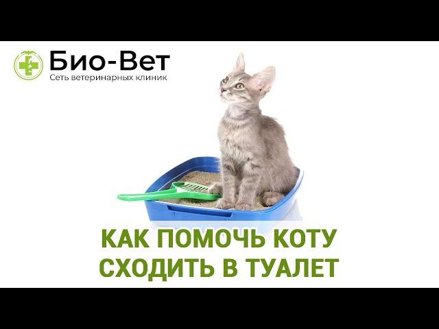 Как Помочь Коту Сходить в Туалет  // Сеть Ветклиник Био-Вет