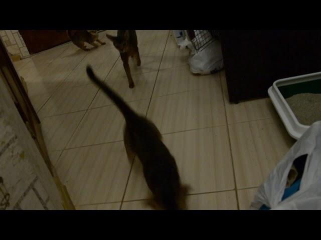 Стадо абиссинских котят