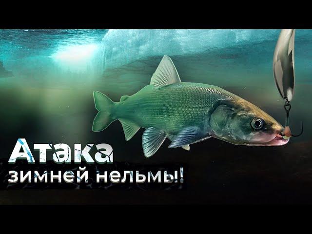 Зимняя нельма реки Собь. Подводные съемки. Палатка, печка и горячий чай.