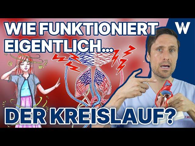 Unser Blutkreislauf: So fließt das Blut durch Deinen Körper - Körperkreislauf vs. Lungenkreislauf!