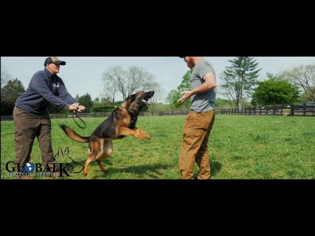 Global K9 Protection Services