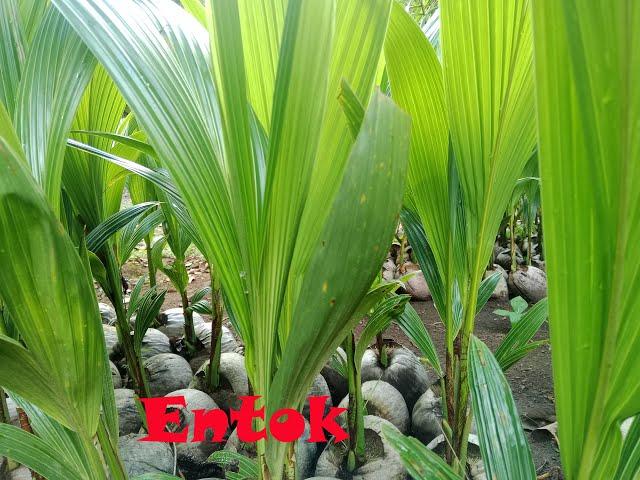 Stok Bibit Kelapa Genjah Entok ( Bagus Bagus )