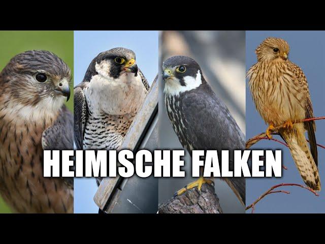 Heimische Falken bestimmen lernen