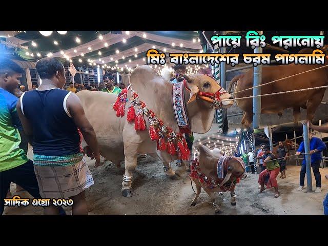 পায়ে রিং পরানোয় মিঃ বাংলাদেশের চরম পাগলামি | Sadeeq Agro Mr Bangladesh Cow 2023 | The Taste Ranger