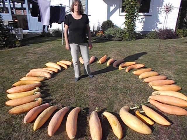 14 09 11 North Georgia Banana Kürbisernte