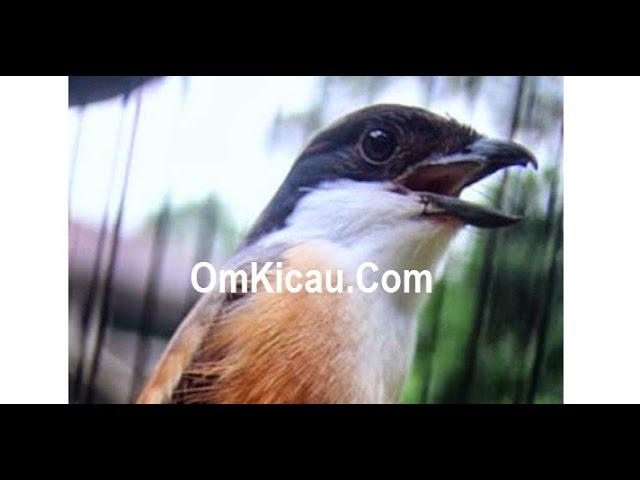 Suara nembak tajam burung pentet Teroris via omkicau com