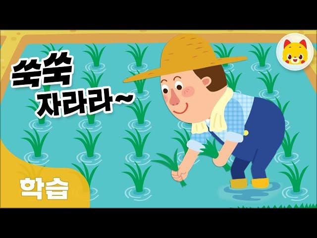 벼가 쌀이 되기까지 | 가을 | 가을걷이 | 추수 | 토모키즈 | TOMO